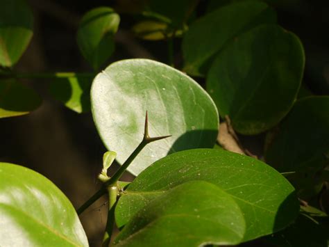 Sushena (Hindi: सुषेण) | Apocynaceae (dogbane family) » Cari… | Flickr