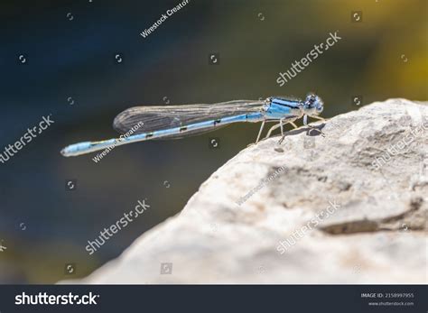 24,722 Odonata Stock Photos, Images & Photography | Shutterstock