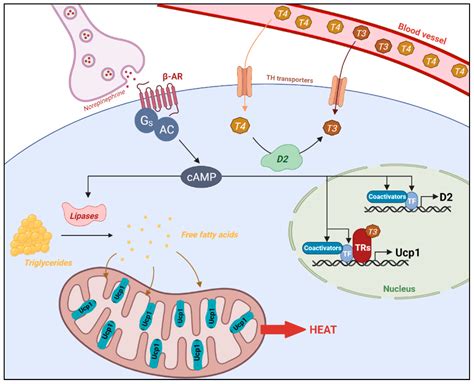 Cells | Free Full-Text | Central vs. Peripheral Action of Thyroid Hormone in Adaptive ...