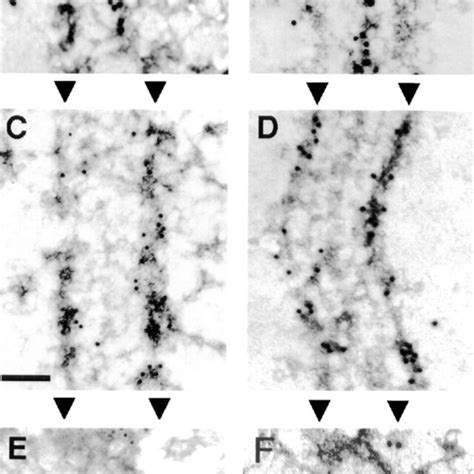 Western blot analysis of antibody specificity. The specificity of ...