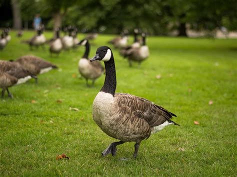 Canada Goose Migration: A Complete Guide | Birdfact