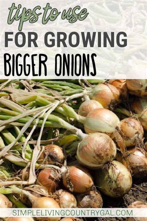 Tips for Growing Onions | Simple Living Country Gal