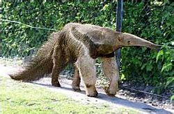 Giant Anteater Facts for Kids