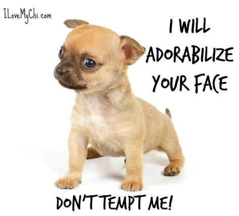 21 Funny Chihuahua Memes - I Love My Chi