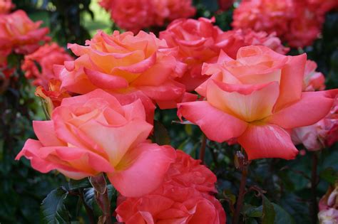 Summer rose care tips: 1,000s in bloom at Heirloom Roses | OregonLive.com