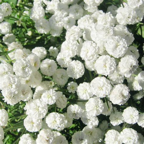 White Flowers | FLOWERS WORLD