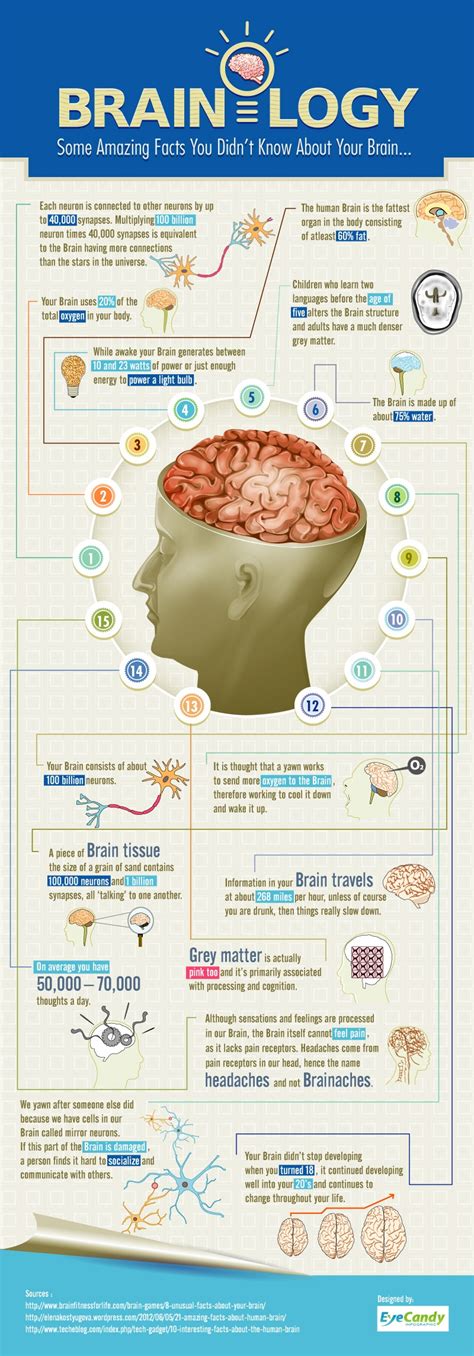 Intriguing Facts About The Human Brain Infographic - e-Learning Infographics