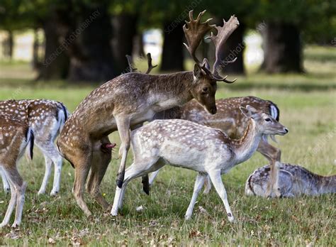 Fallow deer mating - Stock Image - C009/7271 - Science Photo Library