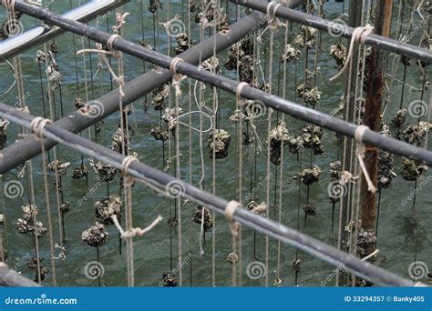 Oyster Farm stock image. Image of blue, cuisine, ocean - 33294357