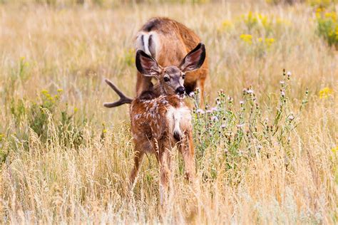 Spotted | Spotted Mule Deer Fawn Bryce Canyon National Park … | Flickr