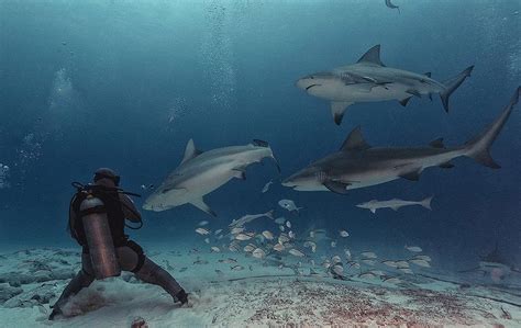 Best Bull Shark Diving From Cancun - A' HA' Scuba Diving