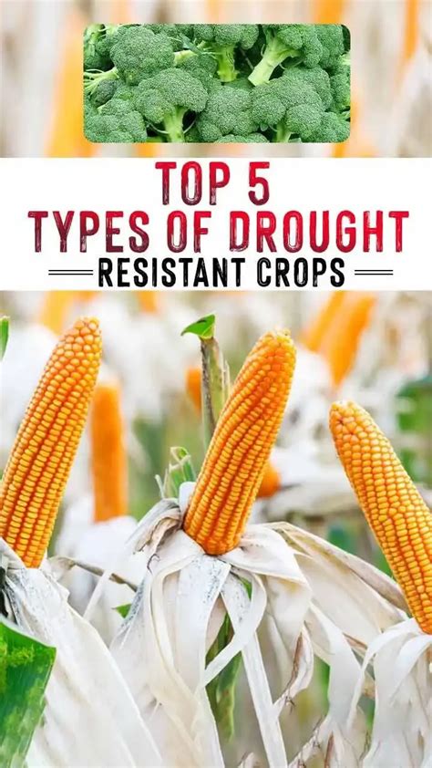 Top 5 Drought-Resistant Crops Grown in Less Water