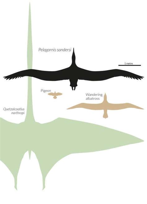 Argentavis Fossil