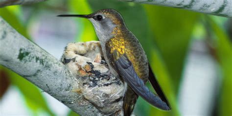 Hummingbirds | Smithsonian's National Zoo and Conservation Biology Institute