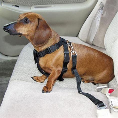 Dog Harness + Leash + Seat Belt ComboCanine Care Products