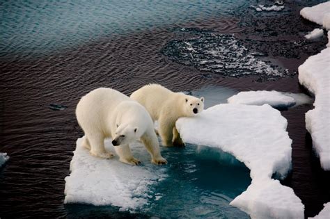 Can fast-moving glaciers contribute to sea-level rise?