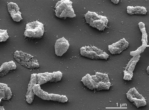 Halobacteriaceae | Genome, A.x., Type