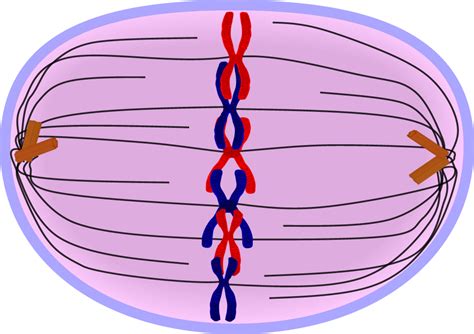 Mitosis and Meiosis - Morales Biology