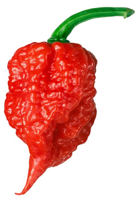 What are the Hottest Peppers in the World? 2022 List - Chili Pepper Madness