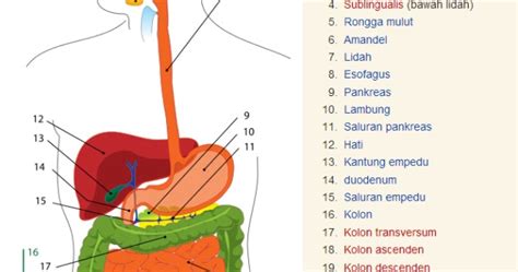 Penjelasan Sistem Pencernaan Manusia - Perpustakaan Ilmu Pengetahuan