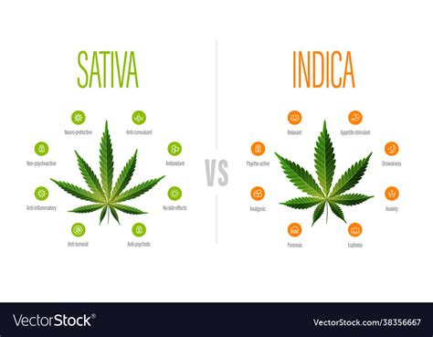 Sativa vs indica white information poster Vector Image