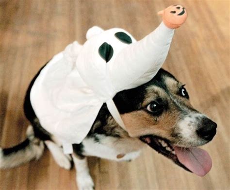 14 Adorable Couples Costume Ideas For Dogs And Kids | Pet halloween costumes, Dog halloween ...