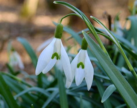 Early Spring Snowdrops free image download