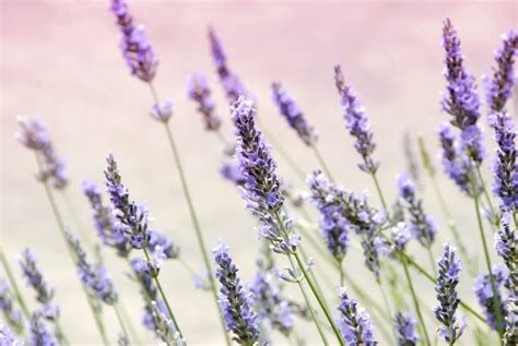 » Is Lavender Deer Resistant? Can You Use Them To Protect Your Garden