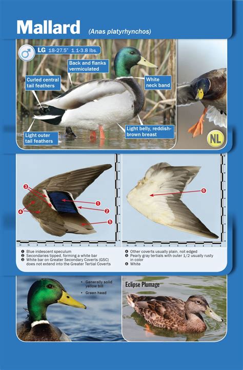 Waterfowl Identification Guide - Delta Waterfowl