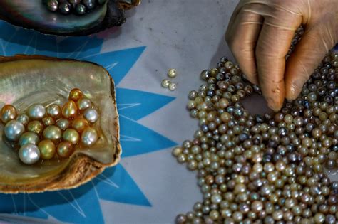 What are Cultured Pearls? Difference Between Cultured & Natural Pearls