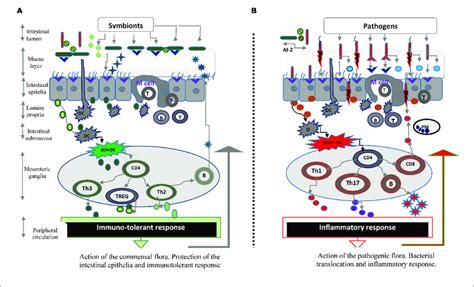 | Microbiota and the intestinal barrier against infectious threats. (A ...