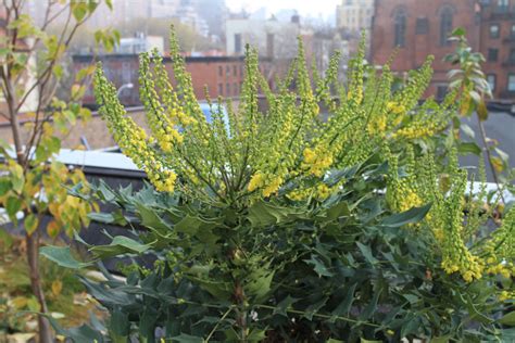 Plant of the Week: Winter Sun Mahonia | The High Line