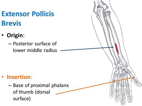 extensor pollicis longus origin and insertion - Google Search | The ...