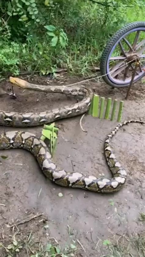 Amazing Easy Snake TRap build underground snake trap using bicycle # ...