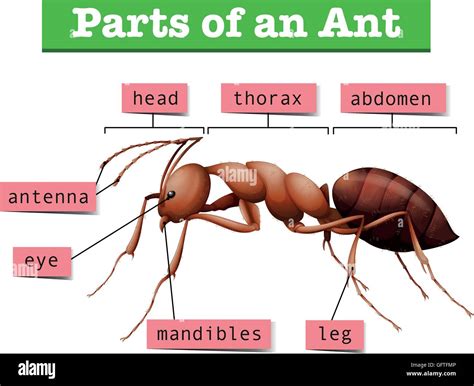 Thorax Drawing High Resolution Stock Photography and Images - Alamy