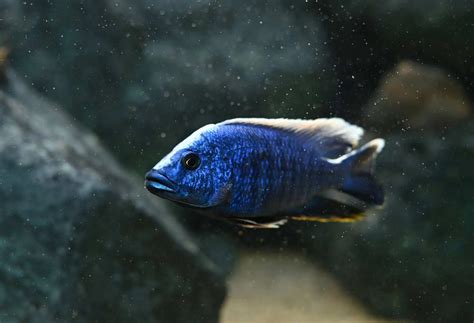 African Cichlids List