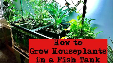 How to grow houseplants in a fish tank! - GardenInBloom.com