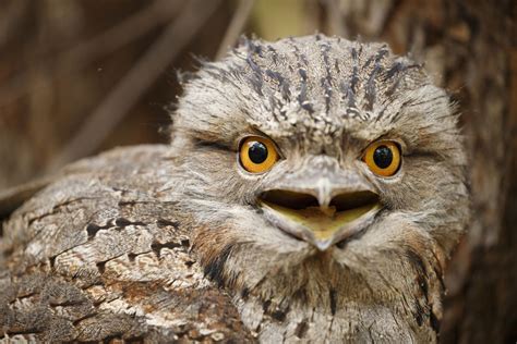 This Muppet-faced frogmouth is the 'most Instagrammable bird' on Earth ...