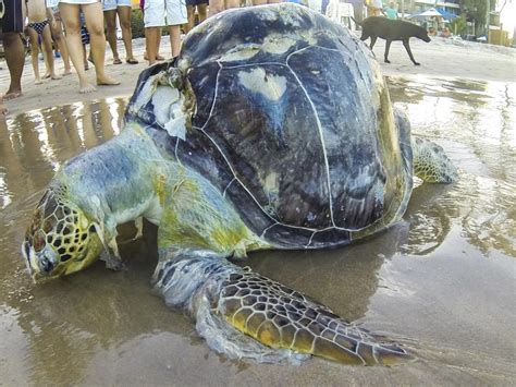 How Plastic Pollution Threatens Myanmar's Baby Turtles