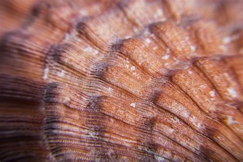 Macro of Sea shell texture stock photo. Image of cerastoderma - 58144364