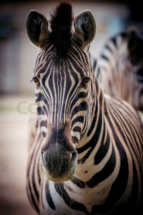 Zebra close up portrait | Stock image | Colourbox