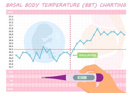 Implantation Dip- When Does it Occur? - Being The Parent