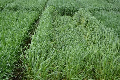 Conditions Favorable to Disease Growth in Wheat | CropWatch | University of Nebraska–Lincoln