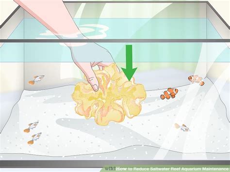 3 Ways to Reduce Saltwater Reef Aquarium Maintenance - wikiHow Pet