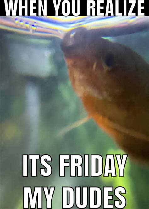 MAKE FISH FRIDAY A THING!!! : r/memes