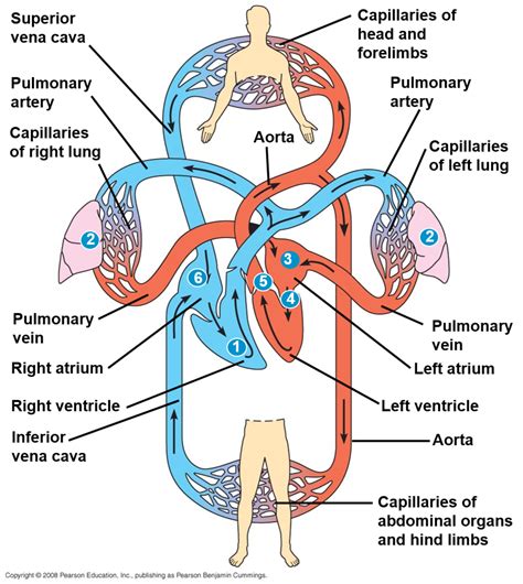 Cardiovascular System Labelled Diagram