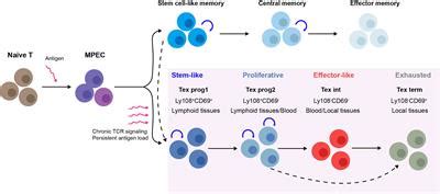 Frontiers | The development of CD8 T-cell exhaustion heterogeneity and ...