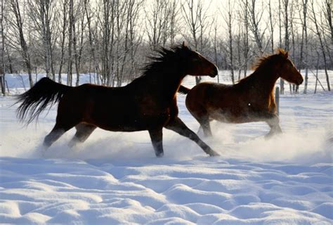 Horses have many ways to stay warm during the winter - Alberta Farmer Express