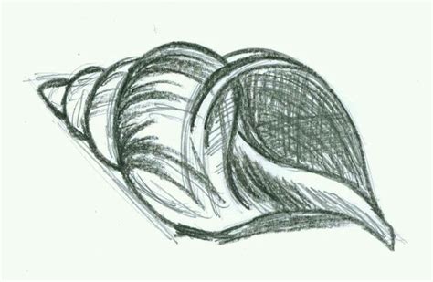 Pin by Indrachapa nelum on art | Shell drawing, Seashell drawing, Natural form art