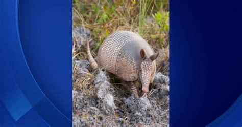 Floridians Urged To Avoid Leprosy-Infected Armadillos - CBS Miami